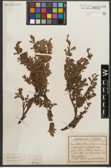 Foto von Salix retusa L.
